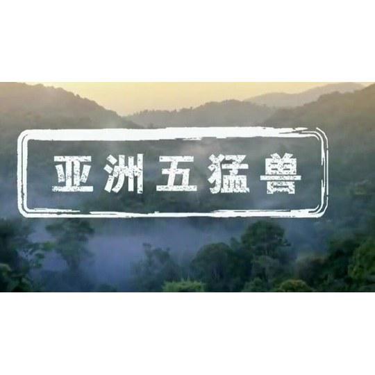 亚洲五猛兽剧情介绍