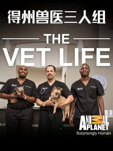 德州兽医三人组第一季剧情介绍